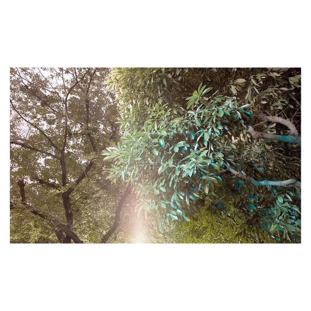 yuichihirako's tweet photo. Shibuya forest
/
/
/
/
/
#japan #tokyo
#plant #plants#tree #trees #wood #woods #foresthil… https://t.co/YSt0nejiTY https://t.co/MzDvOfMRzT