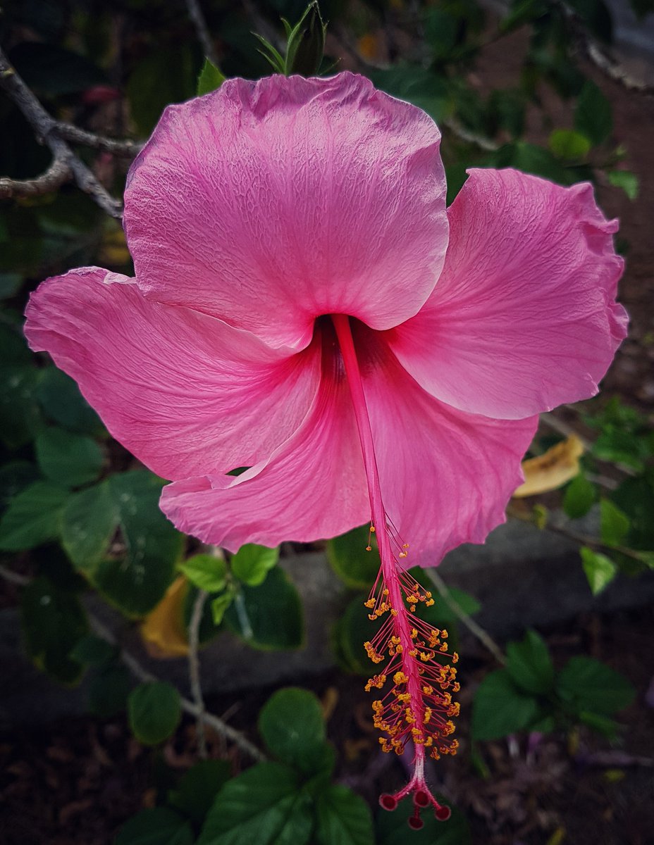 LesleyAtterwill's tweet photo. One of my favourites, a hibiscus for #FridayFlowerDay https://t.co/15bwG8BSjK