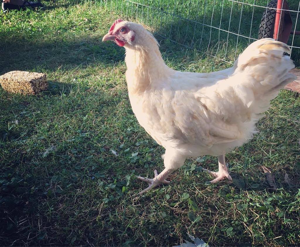 TheCluckeryEggs's tweet photo. Because when you're this handsome all the ladies love you! 😜 #backyardchickens #chickensof… https://t.co/QvntXqFalE https://t.co/YkT9pto0Do