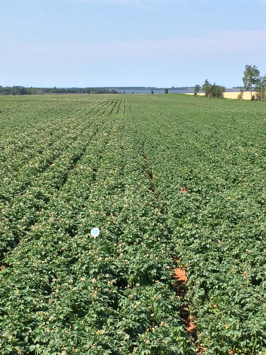 WaughJ2's tweet photo. #PEI #Potato Drought #AGTIV helping out with the bigger roots system. More Flowers. https://t.co/K0BgQ65MBe