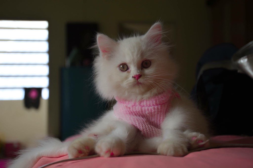 PlyfoonHippie's tweet image. มันคือแมว