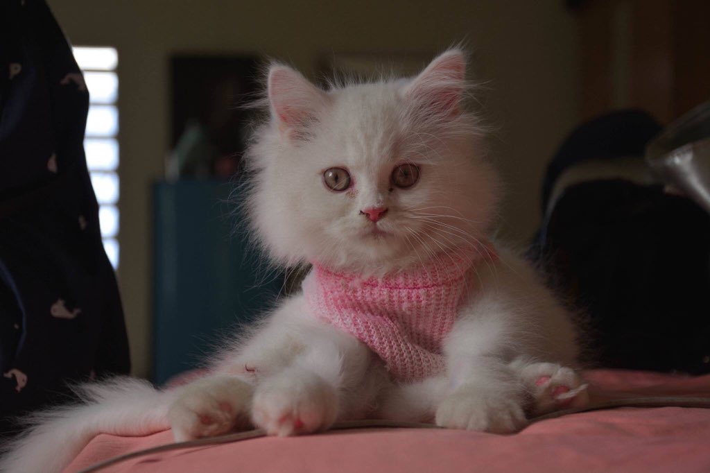 PlyfoonHippie's tweet image. มันคือแมว