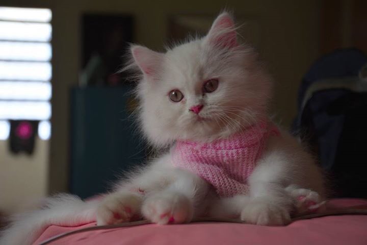 PlyfoonHippie's tweet image. มันคือแมว