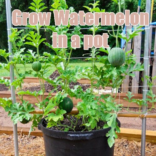 arizonapottery's tweet photo. Tips on how to grow watermelon in a flowerpot.  The Pottery Post Blog from Arizona Pottery.
https://t.co/DAMVGUkYLq https://t.co/zaxQxYA6LW