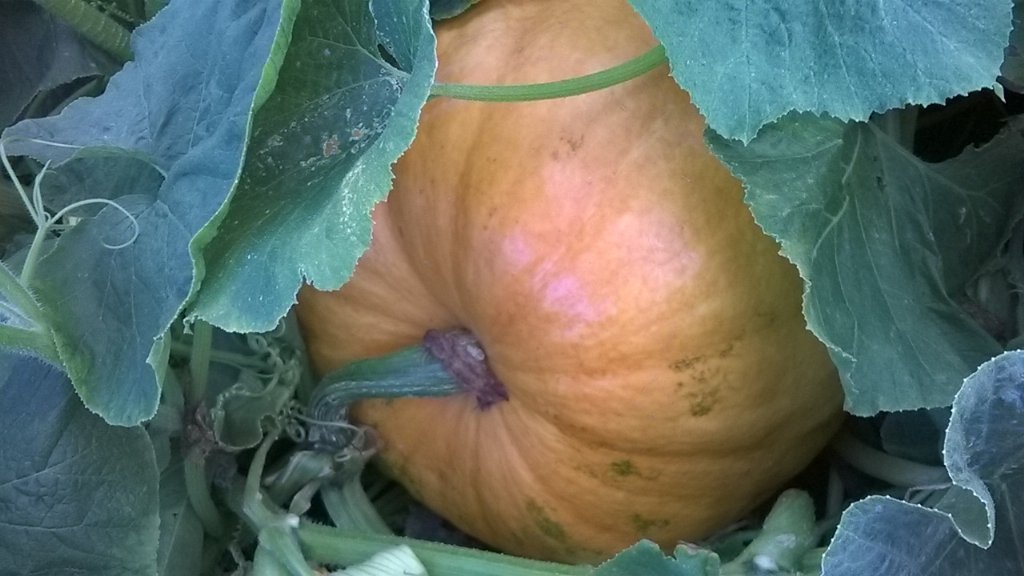 Pumpkin is grooving and it is very silent and invisible ....