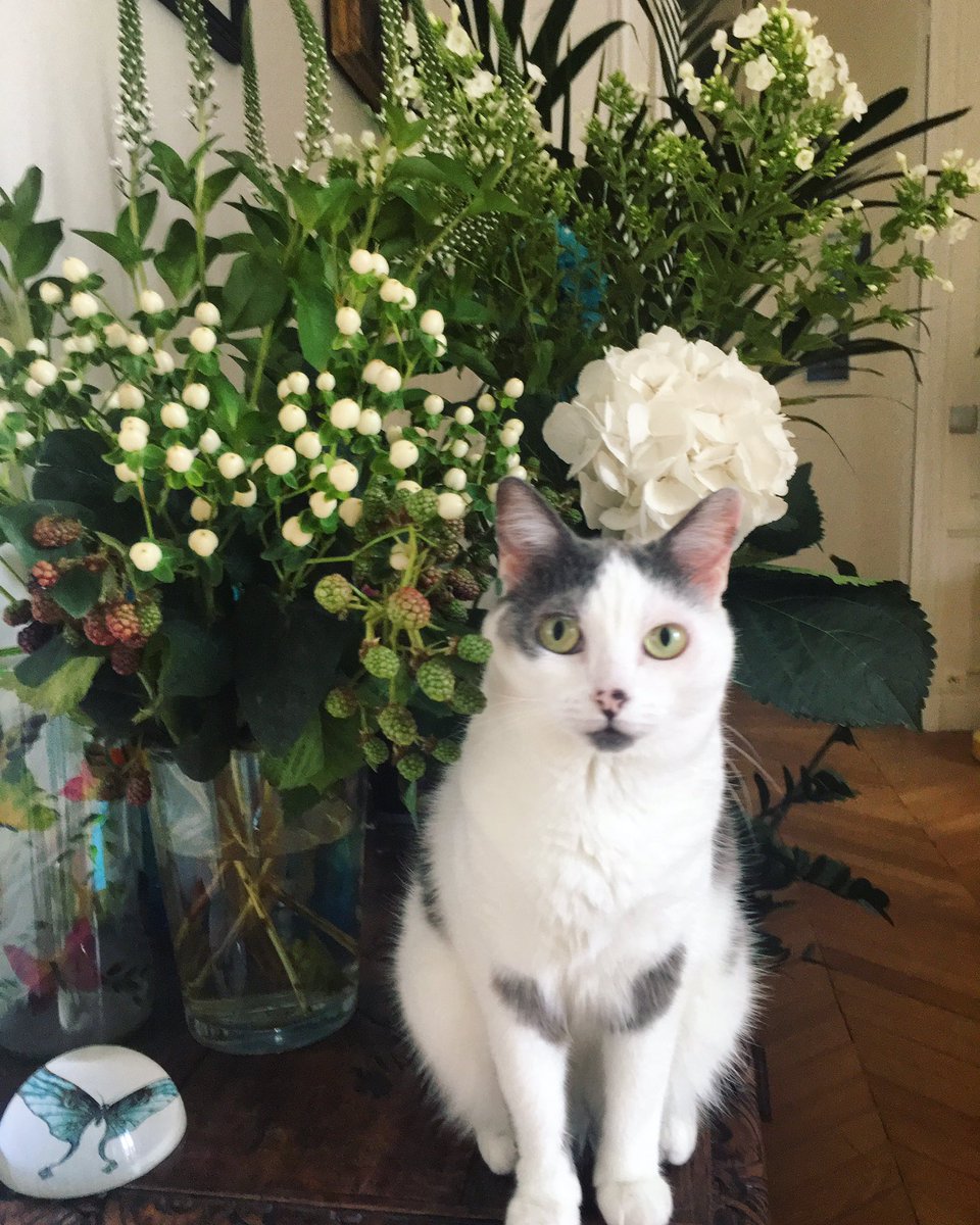 chicoshigeta's tweet photo. Have a nice week-end !! (Betty) #よい週末をお過ごしください #夏は白いお花がイイね #ウィークエンド #catandflower #weekend #ベティですよろしくお願いします https://t.co/6ziYGlUoml