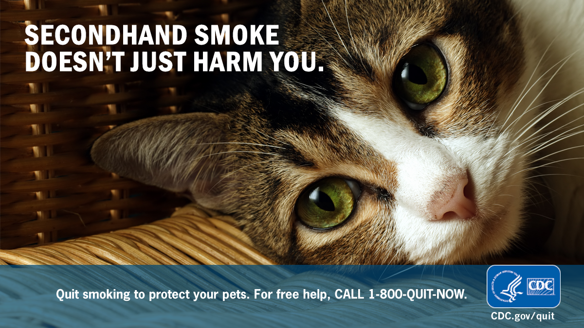 CDC Tobacco Free on Twitter "Secondhand smoke can cause cancer in pets