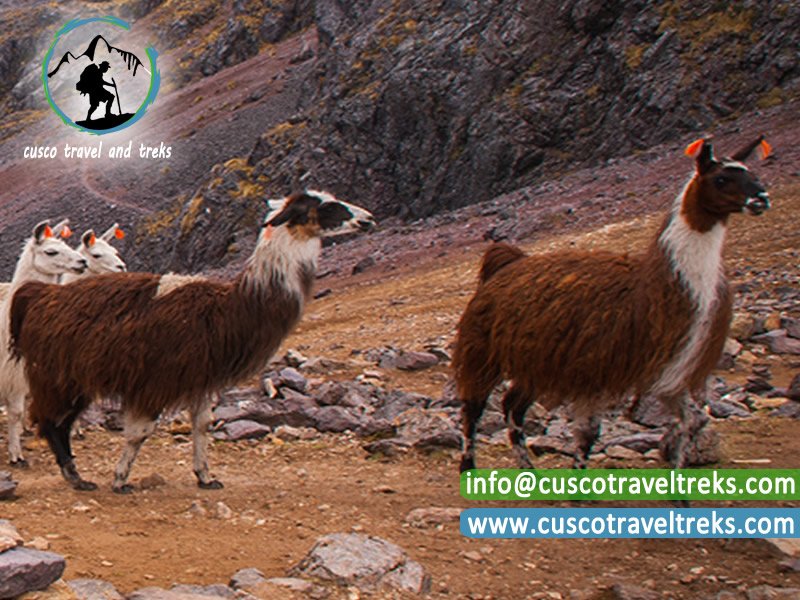 cuscotraveltrek's tweet photo. LARES TREK CLASSIC TO MACHU PICCHU, https://t.co/RoOKdG2vVt #CUSCO #PERU #LARESTREK #CUSCOTRAVELTREKS #MACHUPICCHU https://t.co/1s0HM1tGo1