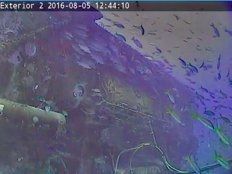 ESAstro_trainer's tweet photo. The #NEEMO21 Aquanauts left their Mothership Aquarius @ReefBase &amp; are back to surface @NASA_NEEMO :awesome mission! https://t.co/Yj9LT8Z3nP