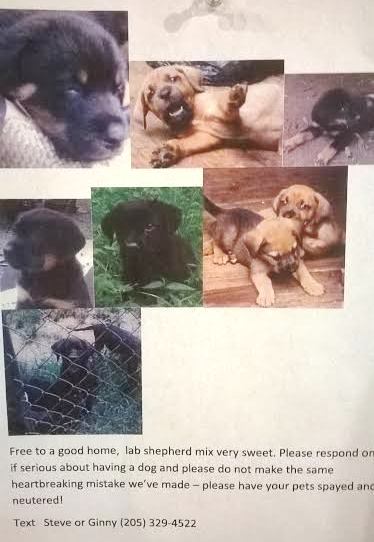 Free puppies to a good, loving home! #dogs #ndah #nalldanielsanimalhospital