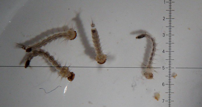 DiarioLibre's tweet photo. La OMS confía en que el riesgo del zika en los Juegos Olímpicos sea bajo https://t.co/EfNL0GAub0 https://t.co/biQgiF8goJ