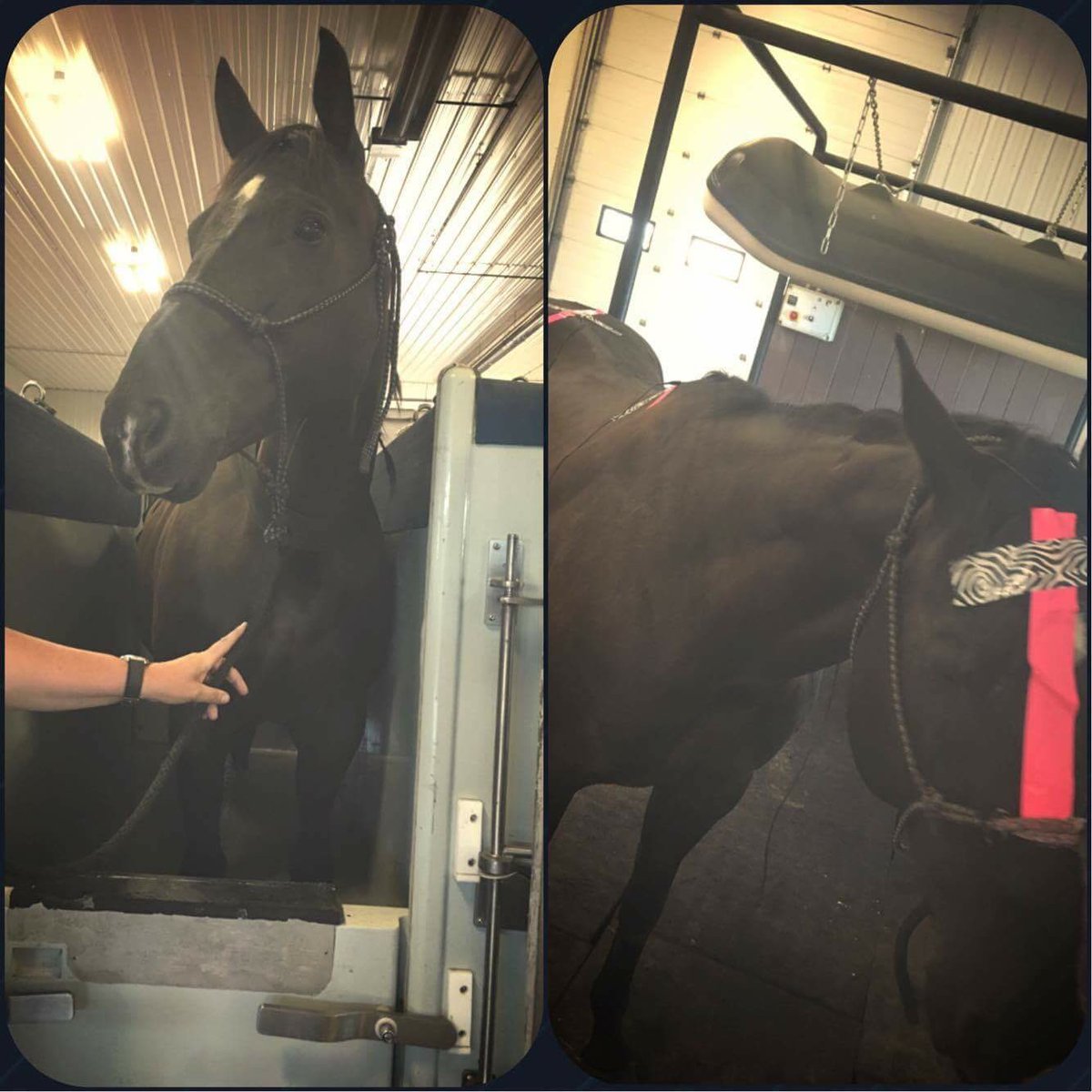 Ebony enjoying a Rest &amp; Relax package! Cold salt spa &amp; Equine Proscope #championcombo