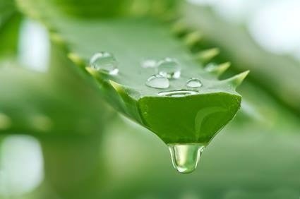 The gel extracted from the Aloe Vera plant contains tons of nutrients and plenty of compounds!