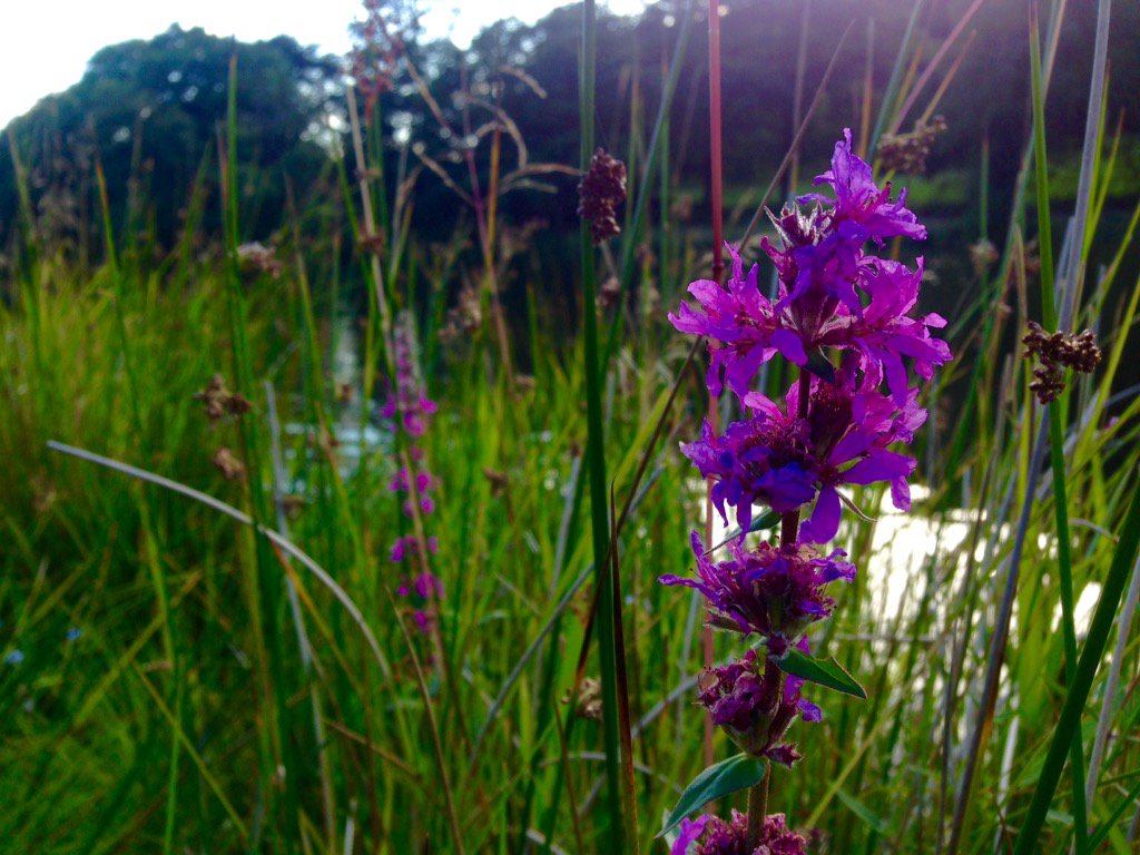WindermereRC's tweet photo. Even the @NTFellFoot #flowers are supporting #Windermere this evening #GoMeries! #Rowing #Rio2016 #Cumbria https://t.co/pKIv6t1K8r