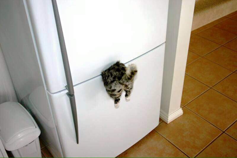 RonStark's tweet image. What a fridge magnet!! lol
