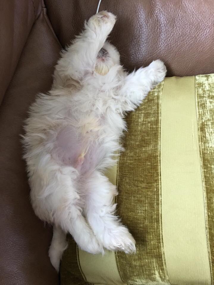 CavaliersInNeed's tweet photo. To infinity and beyond says wee Buzz #rescuepup https://t.co/hkWdCGnGRD