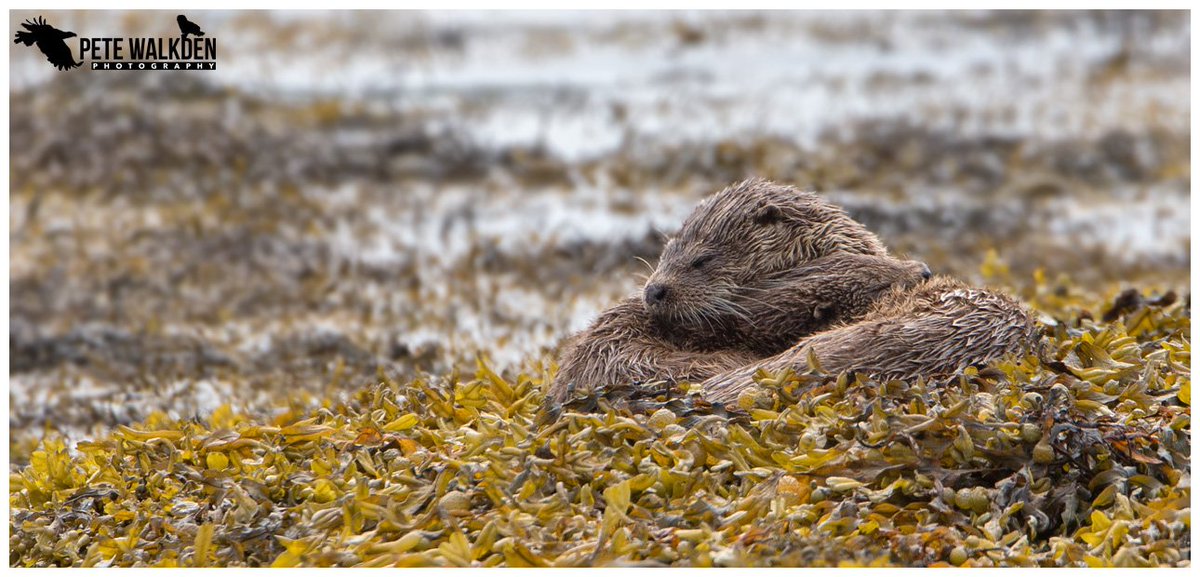 #Otter mother with cub. #cosy #cute #Mull <a href="/wildscotland/">Wild Scotland</a> <a href="/ScotsMagazine/">ScotsMagazine</a> <a href="/WildMull/">Wildlife on Mull</a> <a href="/BBCSpringwatch/">BBC Springwatch</a> <a href="/Argyll_IslesApp/">Argyll and the Isles</a>