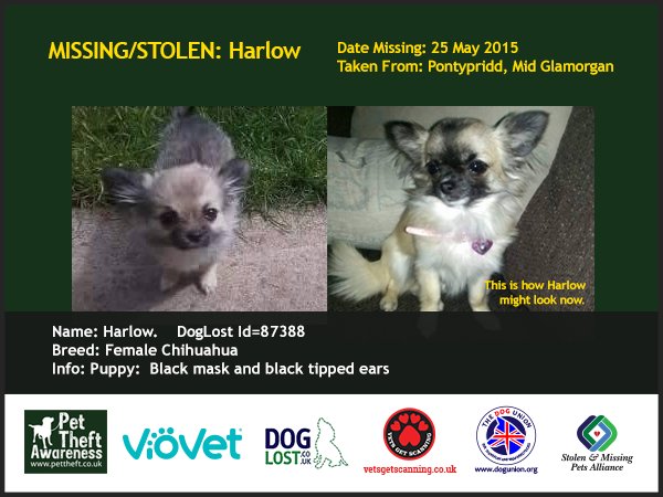 Pet Theft Awareness tweet media