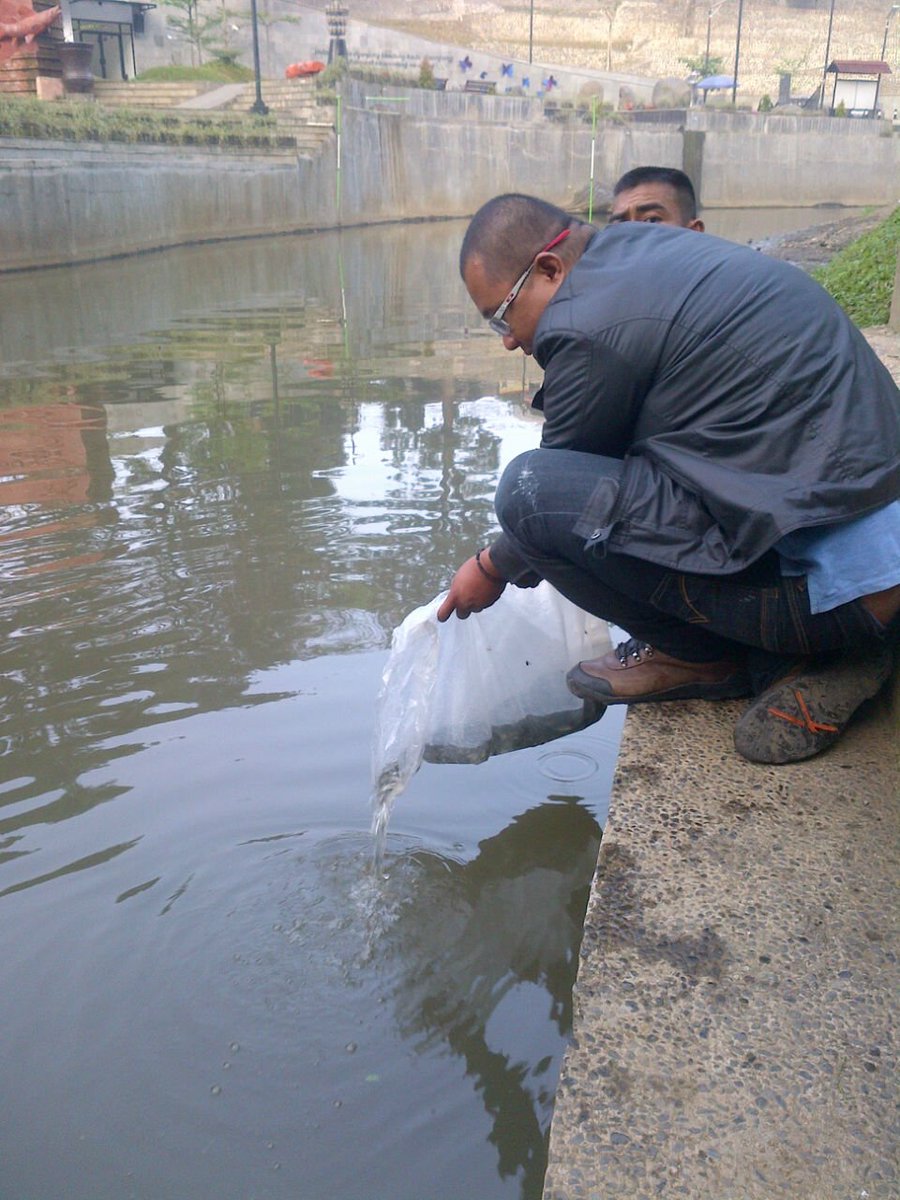 dkpp_bdg's tweet photo. @ridwankamil @OdedMD @yossiirianto  Restocking/Tebar Benih Ikan di Teras Cikapundung sbnyak 50rb ekor 6/8/16 https://t.co/lVyXyd74s9