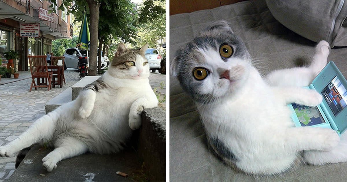 9GAG's tweet photo. 25 Pics Prove That Cats Are Slowly Evolving Into Humans 😂
https://t.co/qJ7QHu47Wo https://t.co/W16MXWiwLu