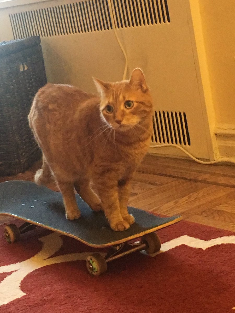 MrPapagiorgeo's tweet photo. Skateboard kitty #adventureswithfrank https://t.co/L7dMTZ2qIC