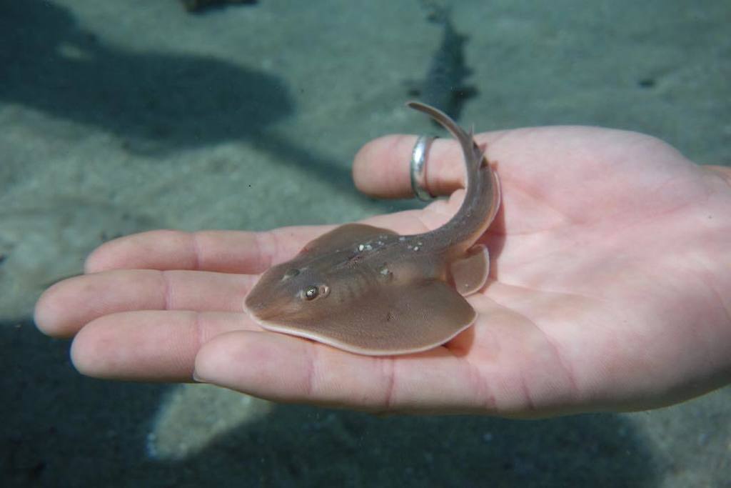 Catalina Island Marine Institute on Twitter: Catalina Island Marine Institute on Twitter: