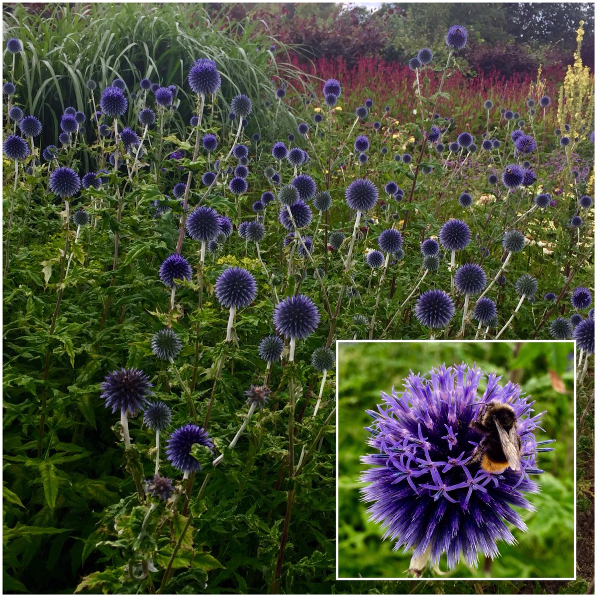 Some wonderful colour as we visited <a href="/HelmsleyWalledG/">Helmsley Walled Garden</a> today. <a href="/TheGardenersRT/">TheGardenersRetweet</a> <a href="/VisitHelmsley/">VisitHelmsley</a> <a href="/VisitRyedale/">VisitRyedale</a> <a href="/garden_uk/">Garden Visitor UK</a>