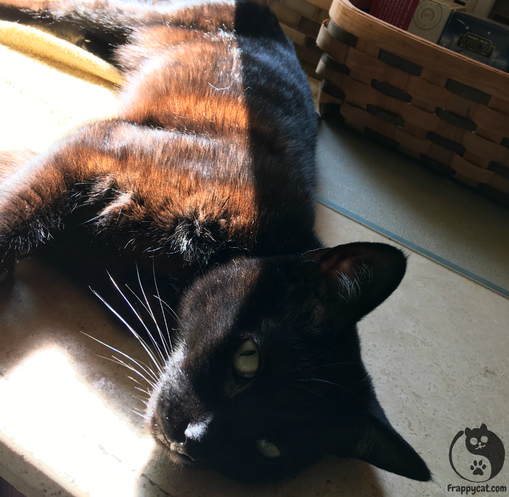 Frappycat's tweet photo. My new brother Jesse likes to kick off the weekend with a warm sunbath nap.

#frappycat https://t.co/dt1kGWZnUQ