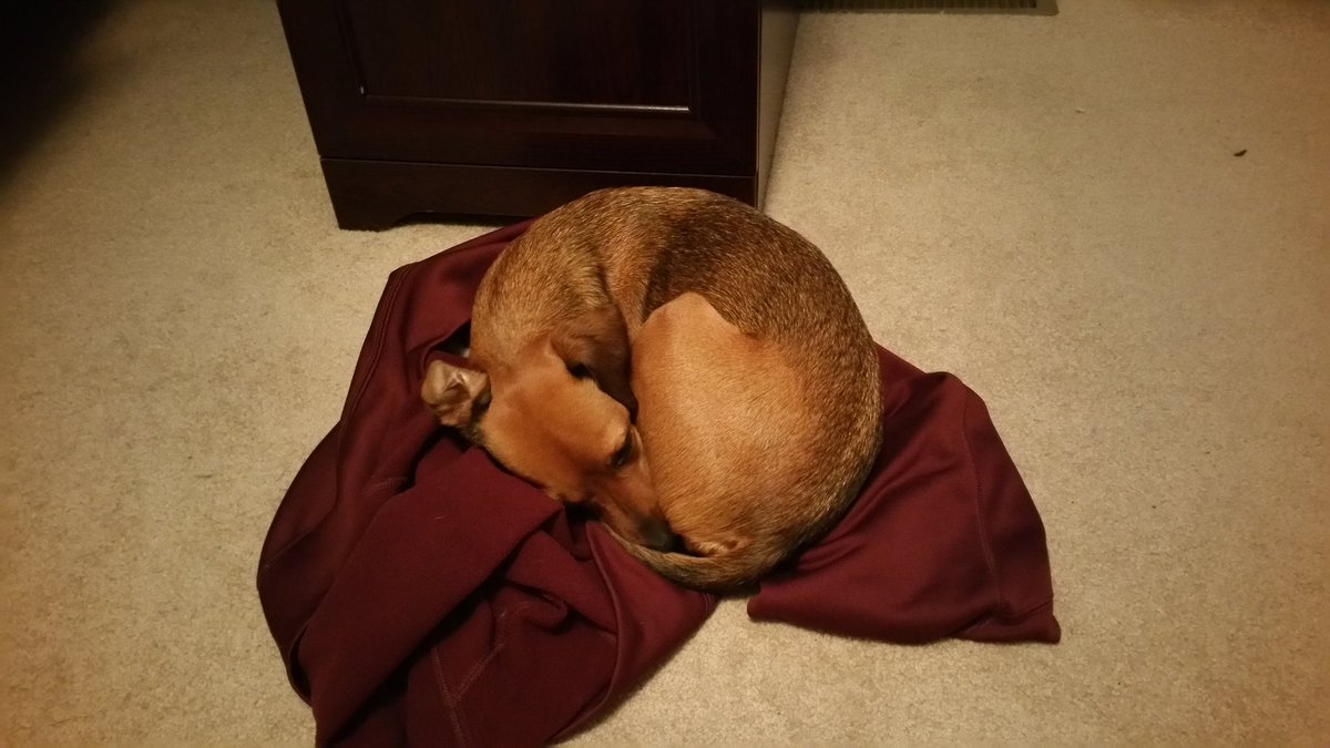 ReviewingDog's tweet image. #Happiness is a warm sweatshirt while humans watch #OpeningCeremony  #cutedog #Irresistible