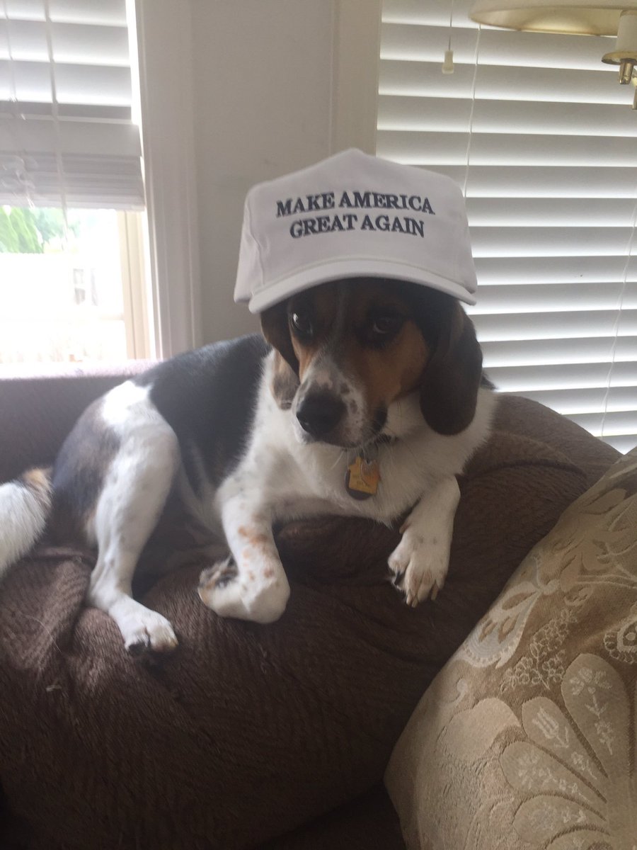 kingjeetx's tweet image. "I'm ready to build that wall"