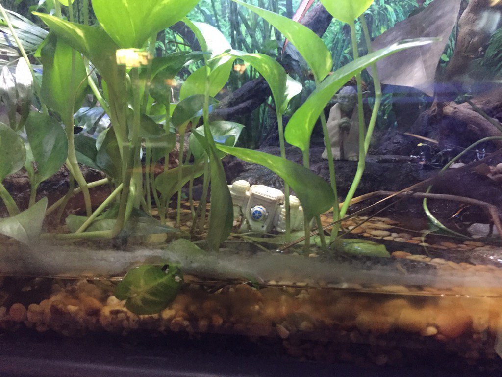 DaveCurren's tweet photo. Yo @ericlandskroner Looking for frogs and found this... #ZooHumor #lookclosely https://t.co/eP9o4aPEFz