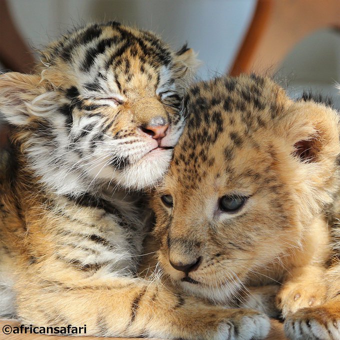 トラの赤ちゃんとライオンの赤ちゃんが超仲良し 大分の動物園の今しか見られないモフモフコンビに癒される ねとらぼ