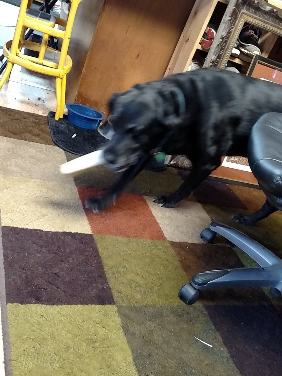 troy_little's tweet photo. Best picture I could get but #BlackBear loves his #BusyBones #HesNotAPictureTaker https://t.co/UQrPv4CB3f