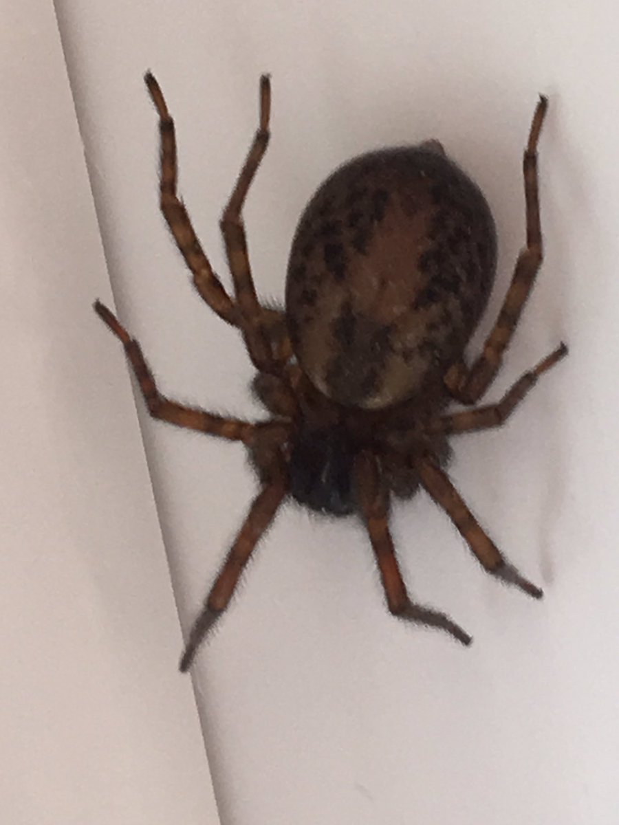 Jaedon Green (MasterGreeny88) Twitter