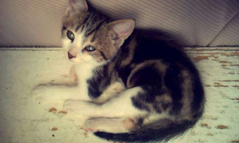 Anais Millon Anais Millon Twitter