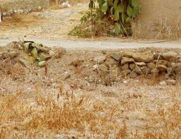 its_virals's tweet photo. @FaZe_Rain Can you find the cat ? https://t.co/XR3R0S3L5e
