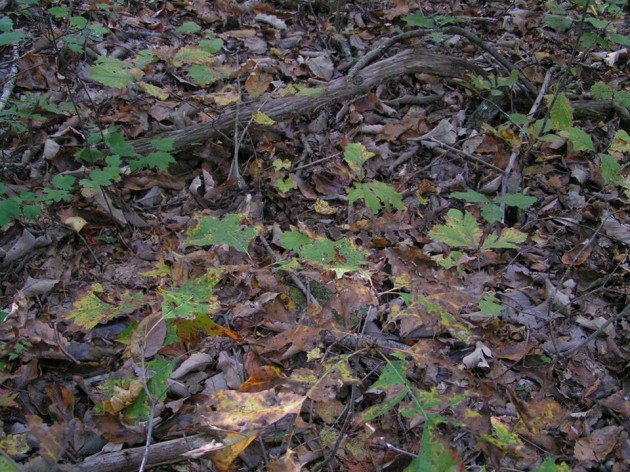 Justifyy__'s tweet photo. @L7Mario_ @L7_Stxrm Mario try and find the snake lmao https://t.co/gpGsOQSoh9
