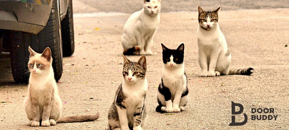 thedoorbuddy's tweet photo. Rio, Here We Come! Go Team USA! ๐บ๐ธ๐๐บ๐ธ #Rio2016 #RioOlympics #gousa #TheDoorBuddy #CatsOfTwitter #cats #dogproofing https://t.co/2m6MYxbPuy