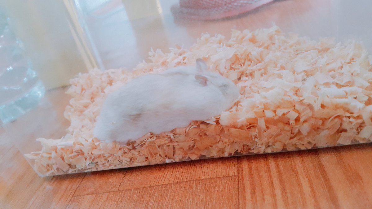 귤까먹어 tweet media