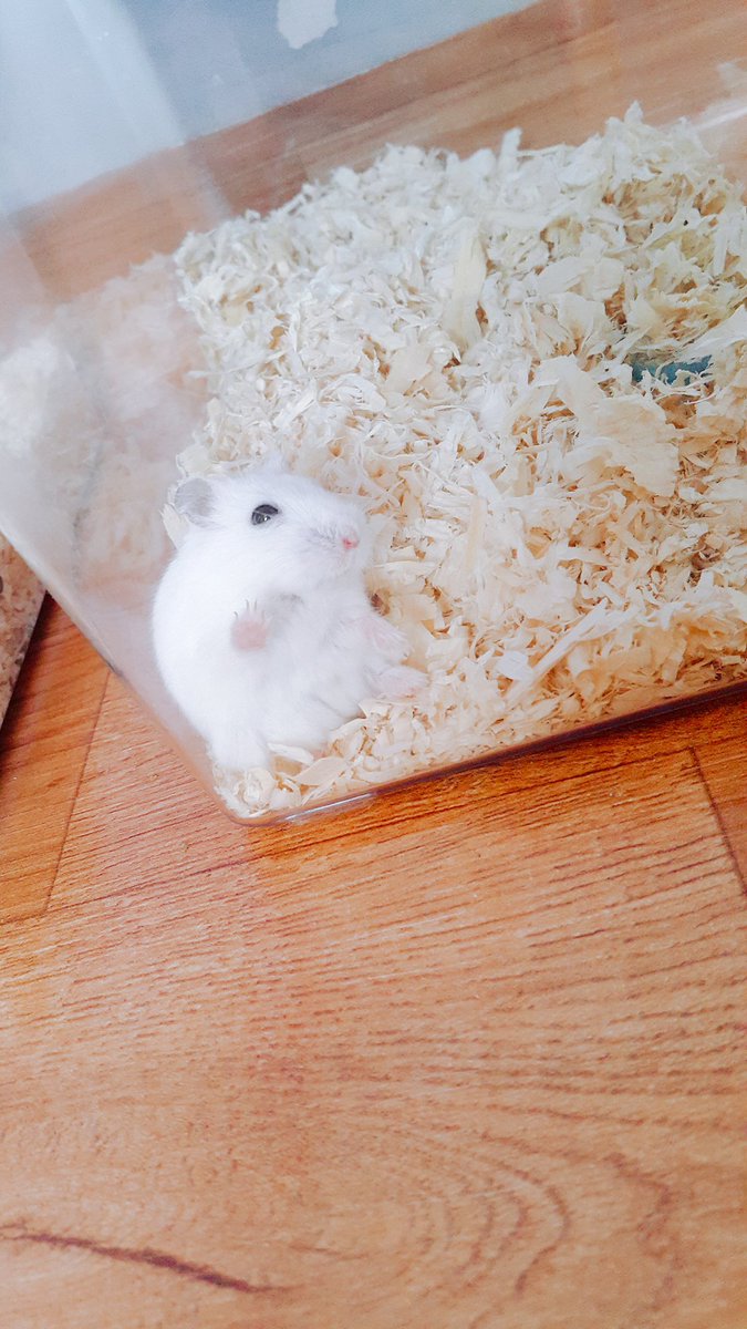 귤까먹어 tweet media