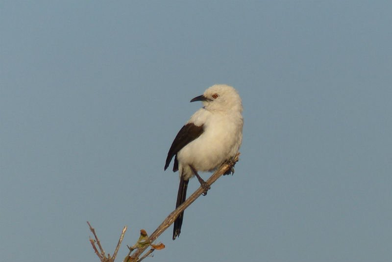 A pied babbler, #Botswana a great place for birders. @ThisIsChobe @MothClark #PrivateExpeditions @lastchancesaf