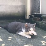 羨ましいゾｗめっちゃ優しい猫が親切だと話題に!