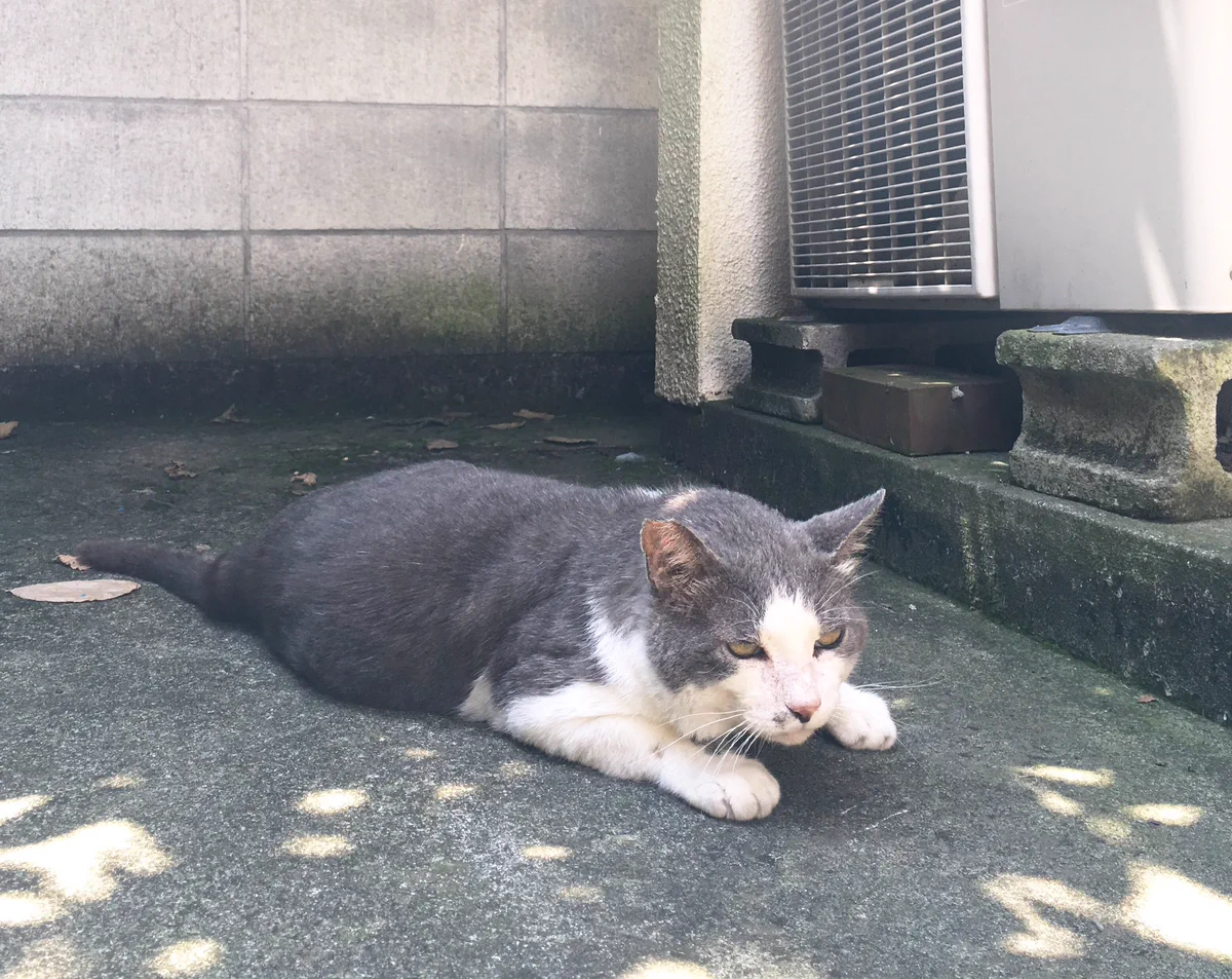 羨ましいゾｗめっちゃ優しい猫が親切だと話題にｗｗｗ
