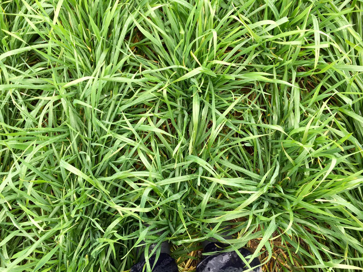 AParidaen's tweet image. Manning winter wheat row closure at GS31. Late weeds aren't going to have much hope #inthedark #IWM #cropcomp