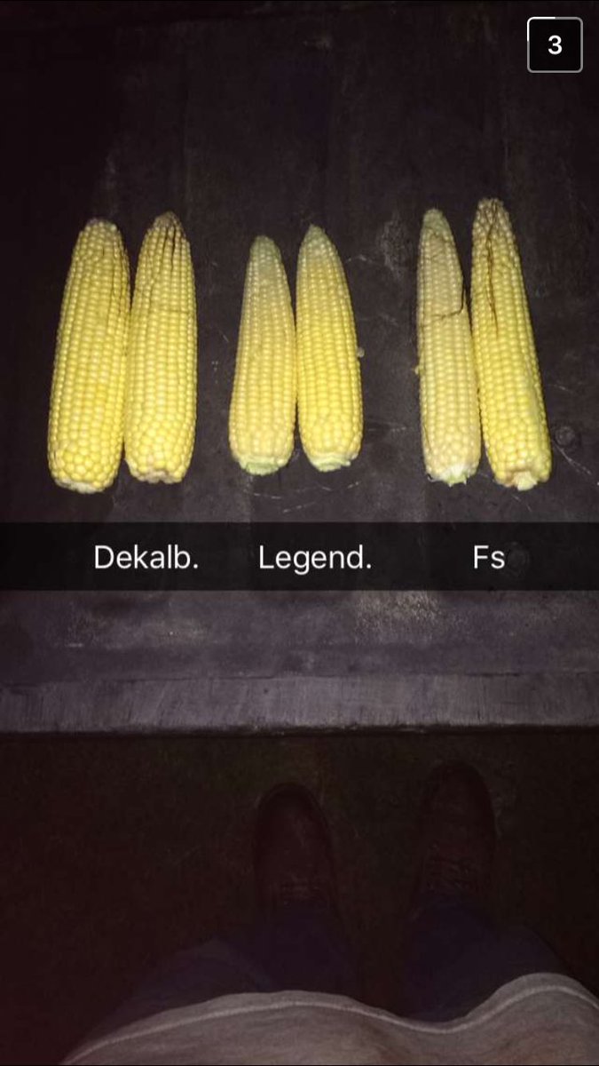 aly_ries's tweet photo. @FSServices #Invision seed and @Asgrow_DEKALB  rocking it! 🌽 #bringingyouwhat'snext #plant16 #WIAgProud https://t.co/4tCrixKbQA