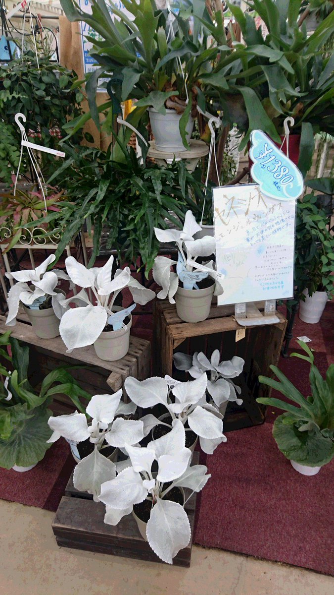ジョイフル本田 ガーデンセンター A Twitter ガーデンセンター千葉ｎｔ店 セネシオ エンジェルウィングス その名の通り 天使の羽のようなフワフワのシルバーリーフが美しい植物です こんなにかわいい天使の羽を育ててたら みんなに自慢したくなっちゃいます