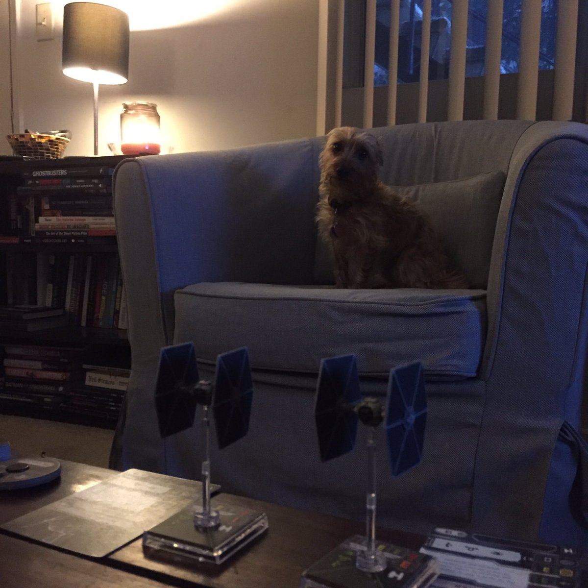 soqui1982's tweet photo. Ludo loves her new chair. https://t.co/s7YUupFQQr