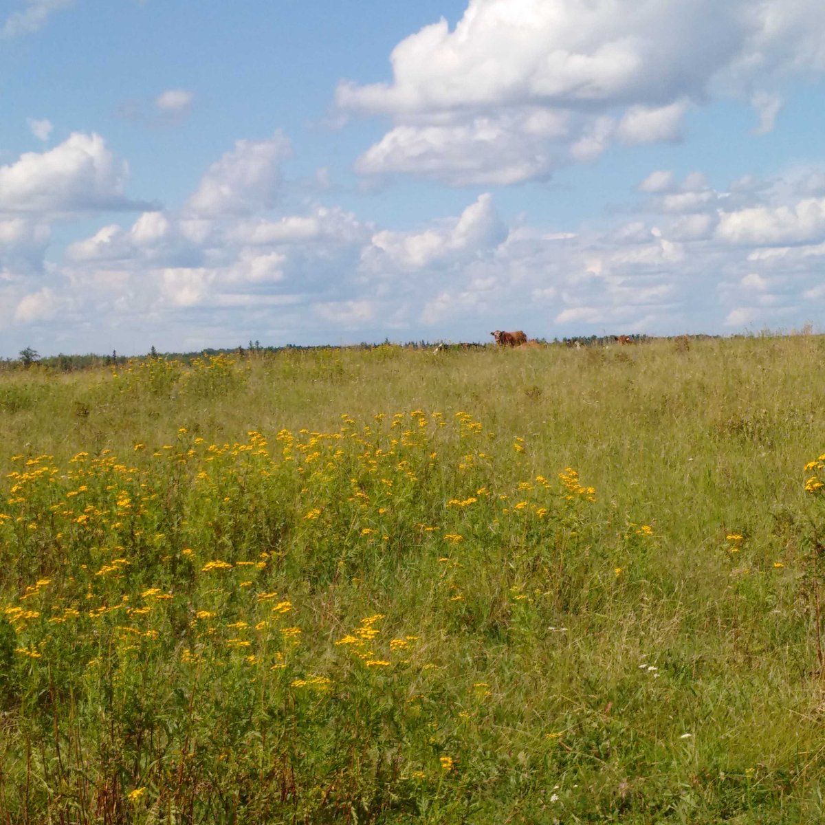 LakelandARA's tweet photo. Tansy is a cause for concern as it causes abortions in livestock and reproductive issues #noxiousweed #cattle https://t.co/LYcGjz1ybD
