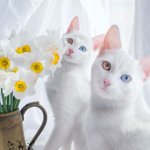 あまりの美しさに切なくなる!　ブルーとイエローのオッドアイの猫、双子姉妹、アイリスとアビス!