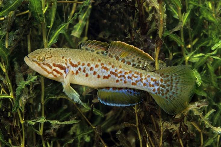 purple spotted gudgeon care
